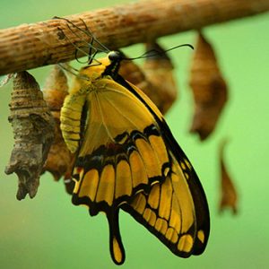 Transition = metamorphosis